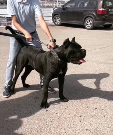 хомяк цены: Кане-корсо, 3 месяца, Самец, С родословной — 16