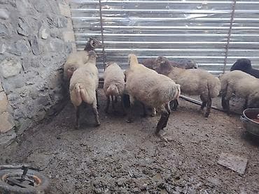 yem satisi: Salam təmiz Qurbanlıq 8 - 9 - aylıq ərkək quzulardır diri çəki satılır — 4