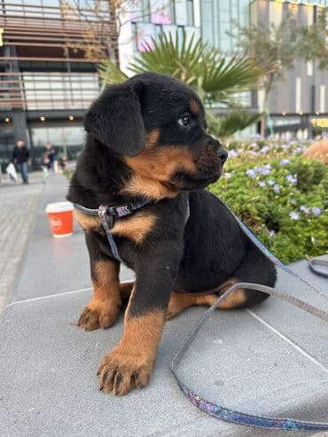 it cutlesdirmek: Rotveyler, 1 ay, Erkek — 18