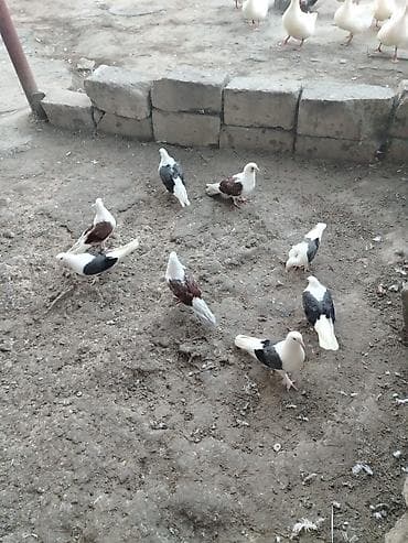goyercin satilir: Quşlar satılır cemi 8denedir 5 göy çəp 3 qırmızı çep 160 son qiymət — 1