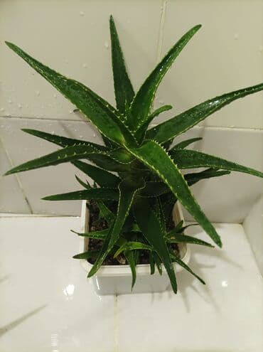 эпимедиумная паста чиро табобат мекунад: Aloe gülü.mualicevi — 4