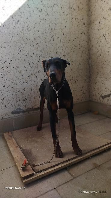 Doberman, 7 ay, Dişi, Peyvəndli, Ünvandan götürmə lalafo.az -da Doberman, 7 ay, Dişi, Peyvəndli, Ünvandan götürmə