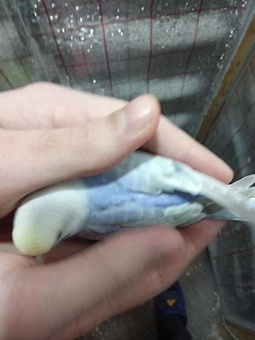 ev quslari adlari: Rainbov rənglərində 2 ədəd tutuquşu balaları satılır tam yemə — 4