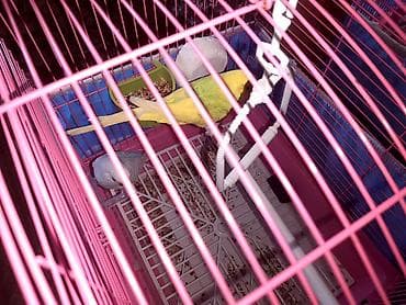 akvarium baliqlari satisi: Məhsul: Bülbül qəfəsi və aksesuarları ilə birlikdə dalğalı papuqaylar — 1