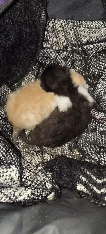 ordək balası: Yaxşı əllərə, Ünvandan götürmə — 2