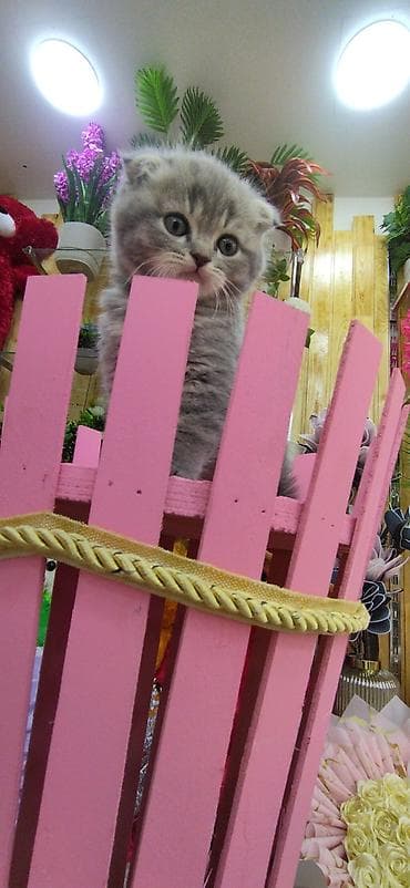 siyamski pişik: Şotland yastı qulaq — 3