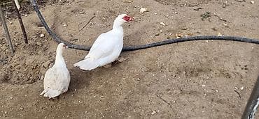 Gəmiricilər: Dişi, | Lal ördək, Damazlıq, Ünvandan götürmə — 7