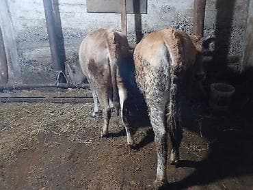 ucuz danalar: Dana, buzov, Dişi, ay: 10, 240 kq, Ətlik — 2