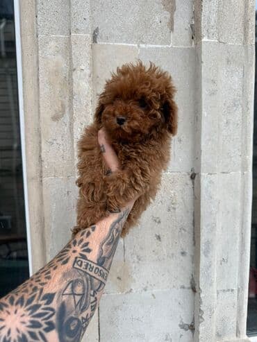 naxcivan heyvan elanlari: Pudel, 3 ay, Erkek, Peyvəndli, Ünvandan götürmə — 5