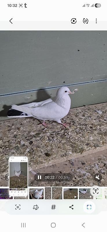 qara avçarka: Salam olsun hər kəsə qara boyun 12 tük maya 25 manat qara pörka 13 tük — 5