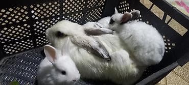 fil sekilleri: Salam. dovsan balalari tek ve top satilir — 4