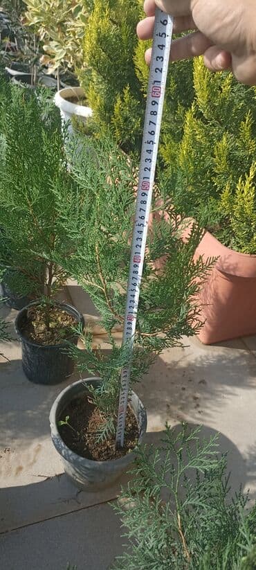 gül toxumları satışı: Dekorativ çöl bitkilərinin satışı və Sifarişlə yetişdirilməsi.Satış — 5