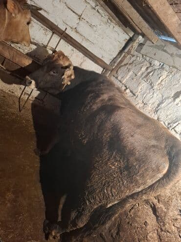 Pişiklər: Qisir iney 160 dan aqir eti var unvan xirdalan — 6