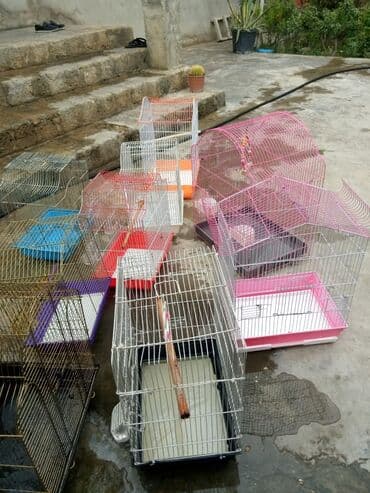 quş qəfəsi: Korella qefesi jako kletkasi qus qefesi 40 Azn — 3