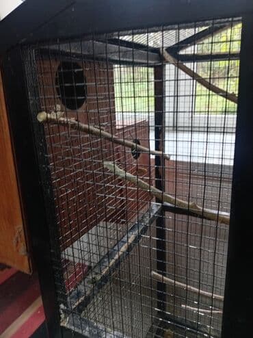 xaski itleri qiymeti: Tutuquşları — 3