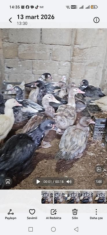 Damazlıq heyvanların sortudu