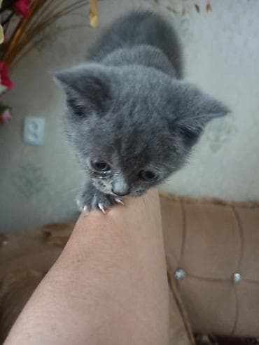 золотая шиншилла баку: Шотладская вислоухая — 2