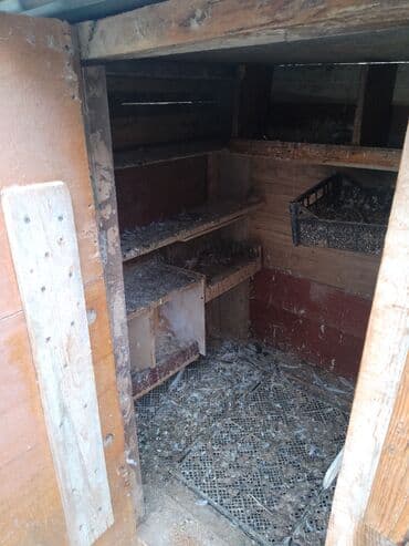 göyercin yuvası: Quşxana dekor taxtalardan yığılıb. Eni 1.08 uzunu 1.85 — 7