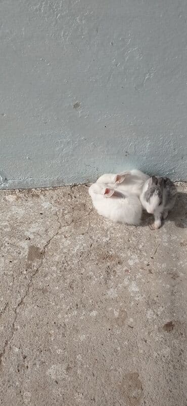 dovşan yemi: Məhsul: Ev şəraitində böyüdülmüş balaca dovşanlar Xüsusiyyətlər: - — 5