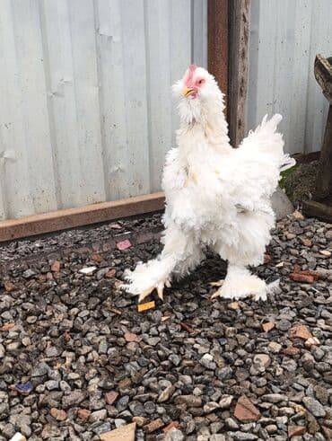 arpa bugda: Toyuq, Brama, Damazlıq — 4