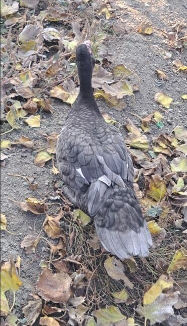 keci balasi satilir: Erkək, | Macar, Ətlik, Pulsuz çatdırılma — 5