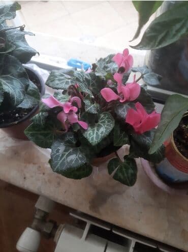 комнатные растения баку: Çöl bitkiləri — 2