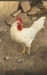 hinduska yumurtasi nece gune cixir: Toyuq, Damazlıq, Ödənişli çatdırılma — 1