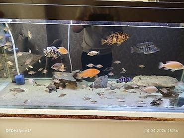 lalafo itlerin satisi: Butun ne görursuz hamıs satılır zeng edin. bundan elava nömren Watsab — 3