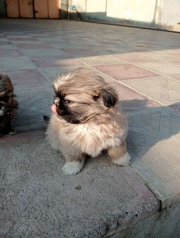 it şəkilləri: Pekines — 1