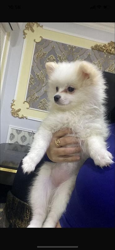 doberman itleri: Şpitz — 4