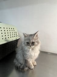 pişik cütleşdirme: Britan, Erkək, Yaxşı əllərə, Pulsuz çatdırılma — 2