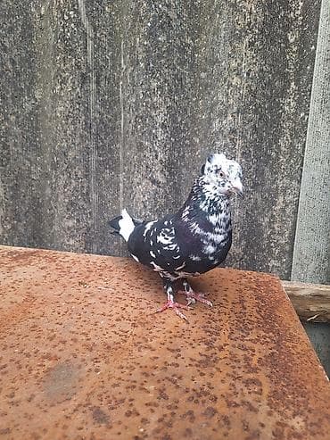 pişik satışı ucuz: Qızqın Erkəy Çil Kəkli 20 Manat — 2