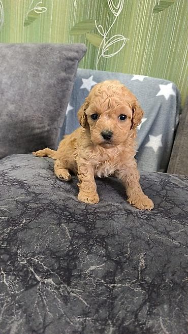 pudel it: Pudel, Ünvandan götürmə — 1