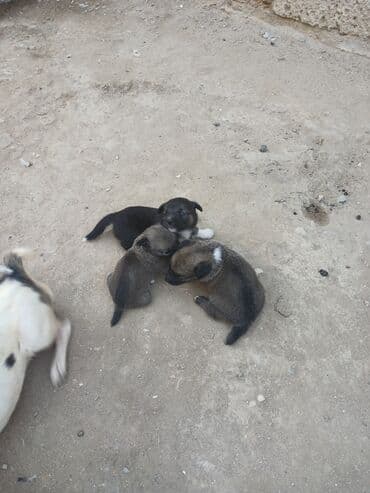 cau cau iti satilir: Məhsul: Balaca it balaları Təsvir: - Şirin balalar – bir neçəsi — 3