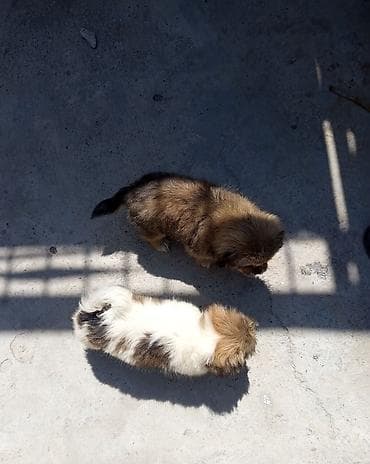 İtlər: Pekines, 2 ay, Peyvəndli, Ünvandan götürmə — 4