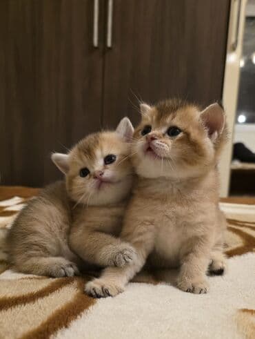 Balıqlar: Britan yastı qulaq, Erkək, Dişi, Yaxşı əllərə, Ünvandan götürmə, Pulsuz çatdırılma, Ödənişli çatdırılma — 5