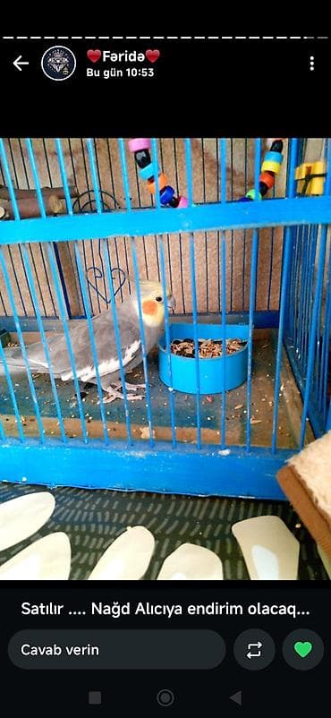 Göyərçinlər: Nimfa (cockatiel) dekorativ tutuquşu - Rəng: boz-gümüşü gövdə, ağ — 2