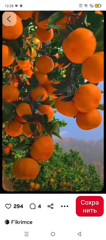 lent misar satilir: Mandarin (sitrus) tingi fidanları iki illik hazır sağlam ağaclar - — 1
