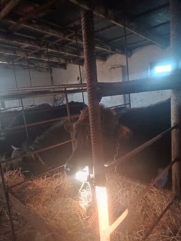 Toyuqlar: Erkək, il: 1, 10 kq, Ətlik, Ünvandan götürmə — 5