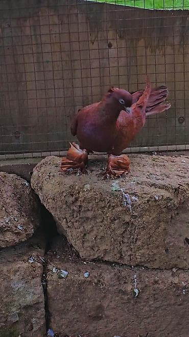 iran qusu: Erkeydi — 2