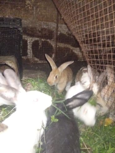 dana qiyməti xacmaz: SALAM 14 DƏNƏDİ OPTOM ALANA ENDİRİM Erkeklerni kesen 3kq Biri 14 den — 9