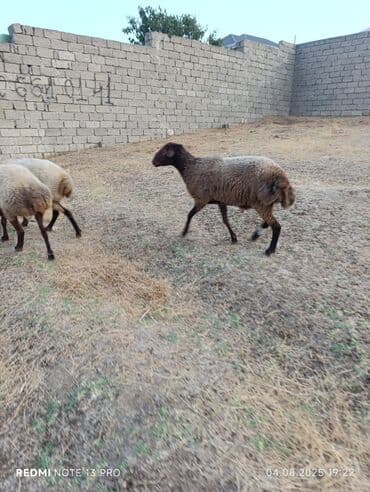 dovşan satılır: Erkək, Qala, il: 1, Damazlıq — 3