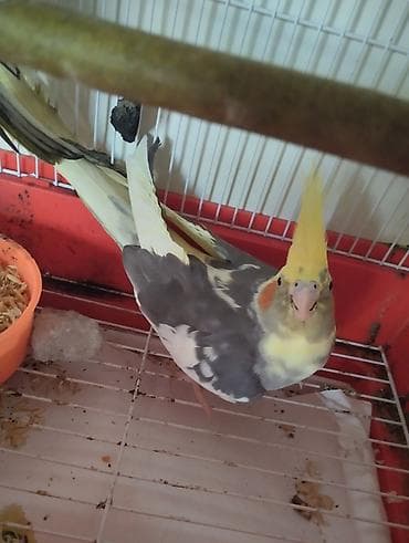 Salam Gördüyünüz Çəp Korellalar Tecili Pul lazım olduğu üçün satılır