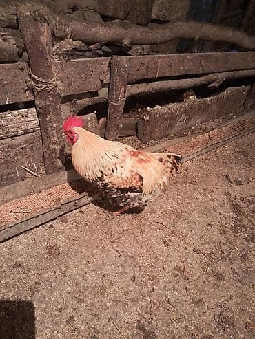 tap.az heyvanlar xacmaz: Ken xoruzu cavan heyvandi — 2