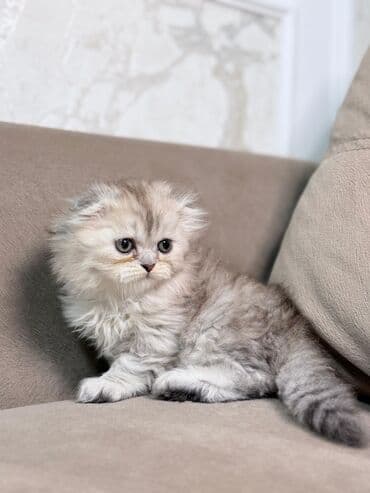 шиншилла кошка цена: Шиншилла, Самка — 6