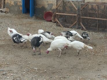 hinduşka əti qiyməti: Quşlar Gilezidedi hamsi bir yerde 35 den satilir kimese 2.3 dene — 5