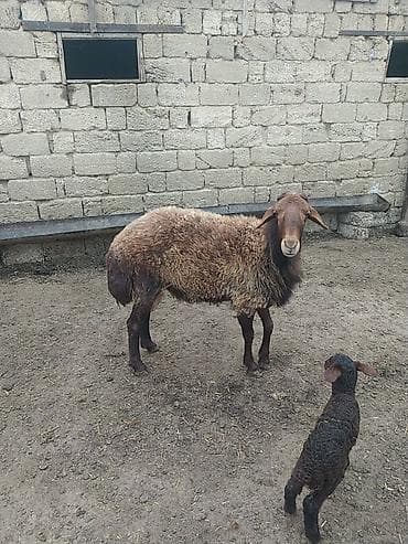 qala qoçu: DAMAZLIQ QALA QOÇU SATILIR 2 YAŞI VAR KEÇƏN İLKİ TOĞLUDUR REAL ALICI — 7