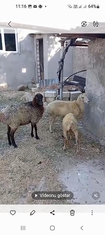 it şəkilləri: Erkək, il: 1, Ətlik, Ünvandan götürmə — 2