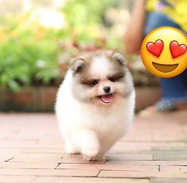 pomeranian spitz baku: Şpitz, 2 ay, Ünvandan götürmə — 2