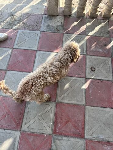 той пудель цена в баку: Пудель, 8 месяцев, Самец, С прививками, Самовывоз — 3